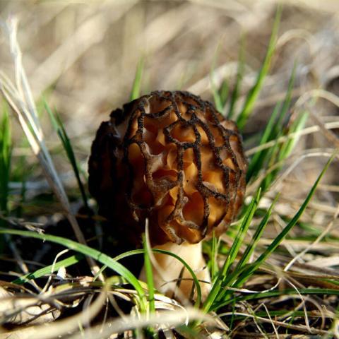 村里一種野生菌，現(xiàn)在逐步減少，一斤600多元價(jià)值很珍貴